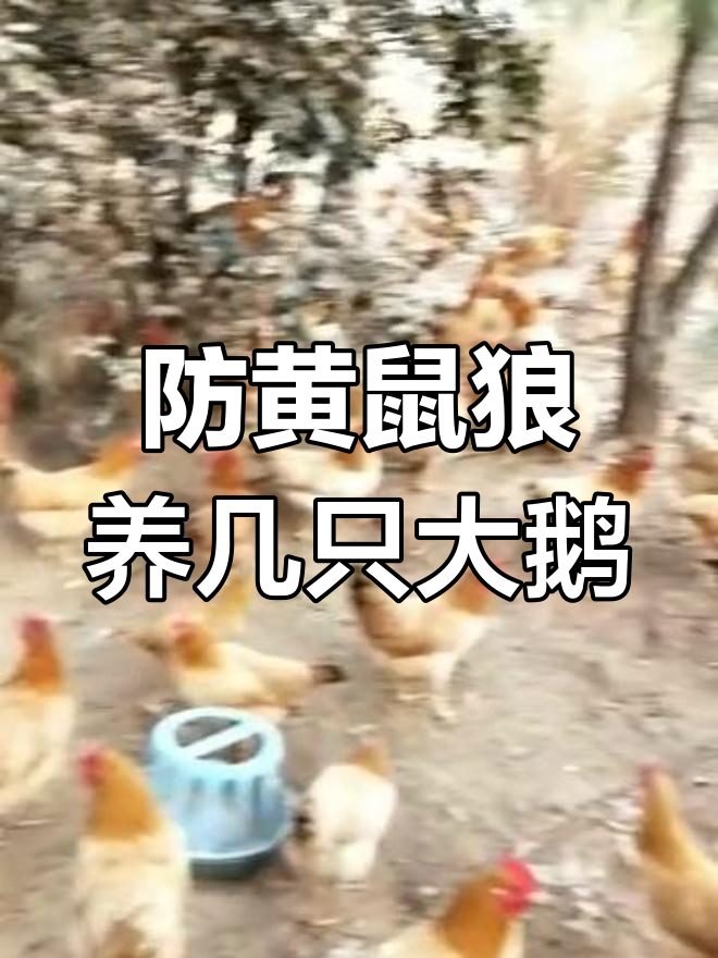 养鸡小妙招:如何防止黄鼠狼和老鹰偷袭?大鹅来帮忙