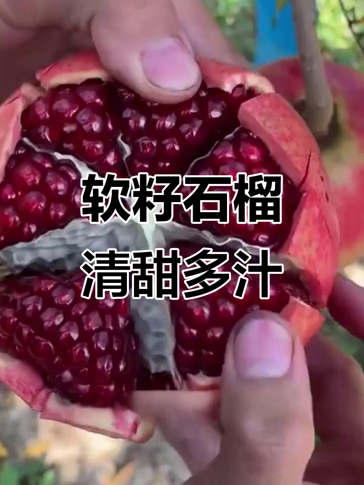 软籽石榴,颗颗饱满如水晶,甜度满分无需吐籽