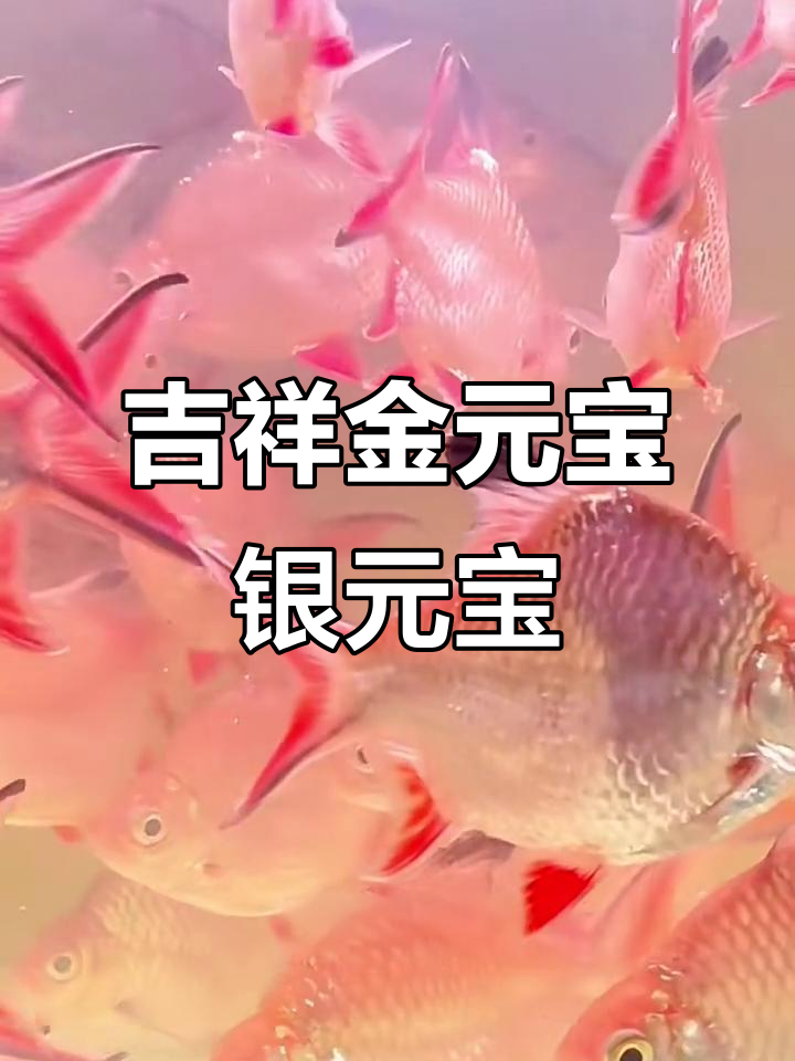 金元宝银元宝鱼,带来好运与快乐
