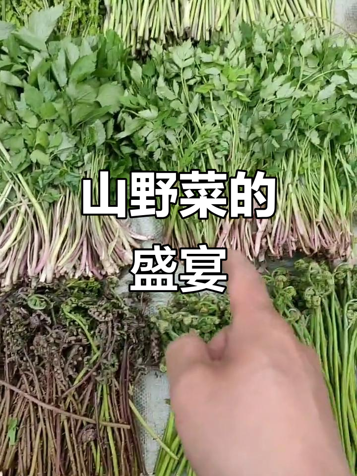 东北山野菜大集结,种类繁多,各具特色