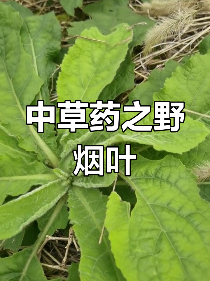 野烟叶的药用功效