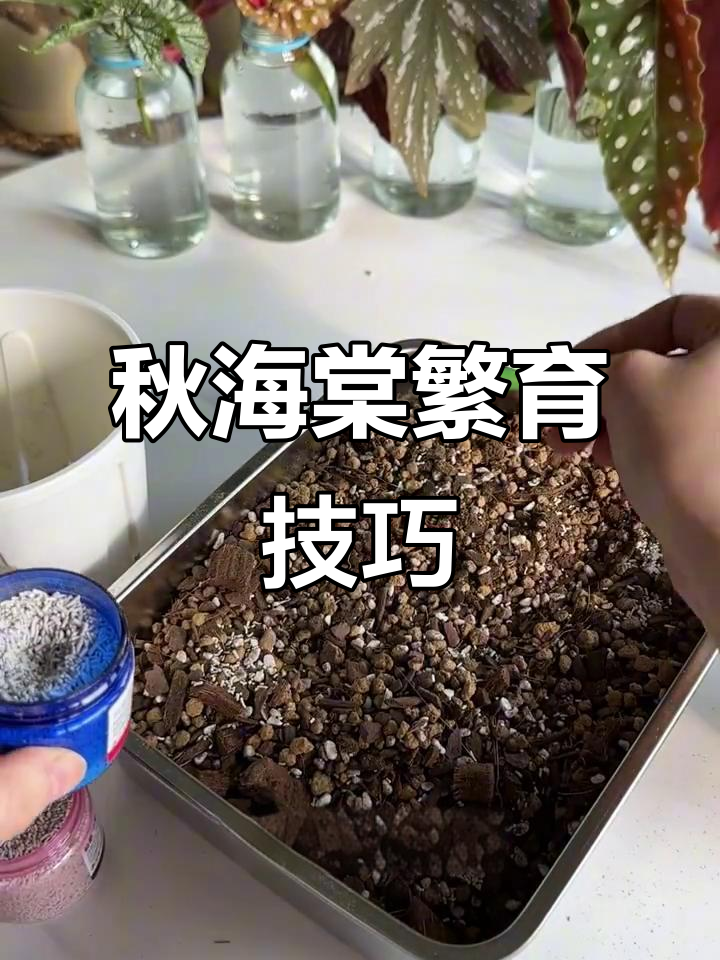 秋海棠扦插,轻松掌握两种方法,乐趣无穷!