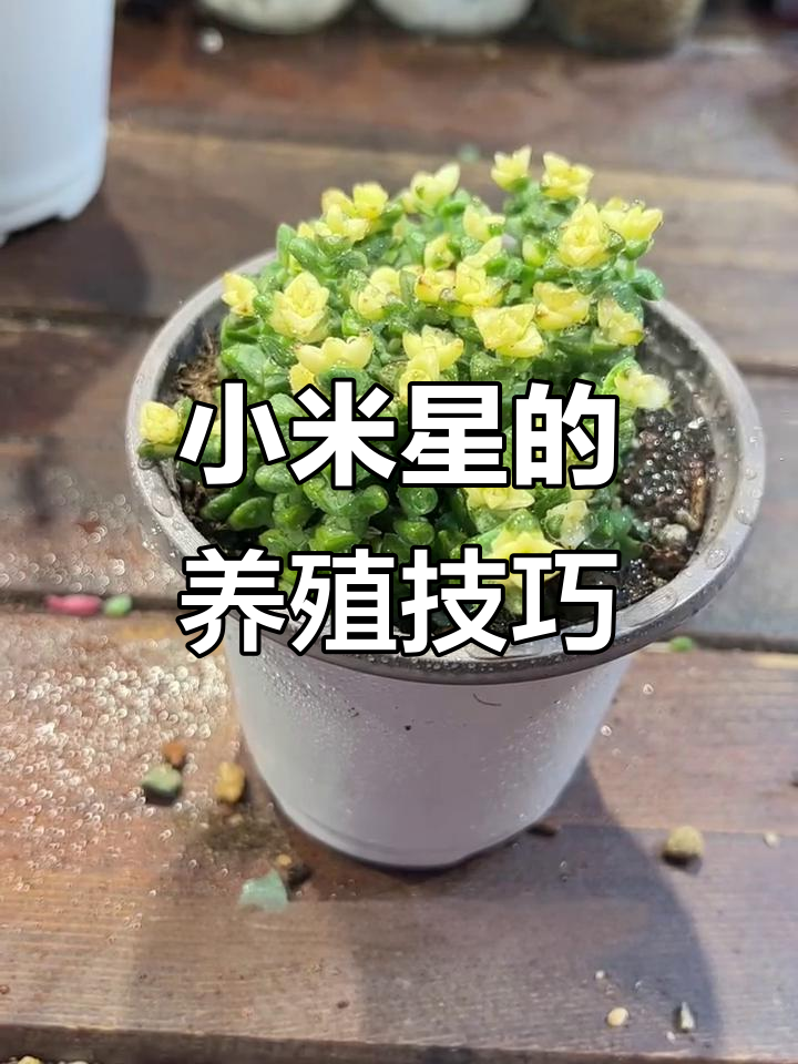 小米星：经典多肉品种，轻松养护与繁殖