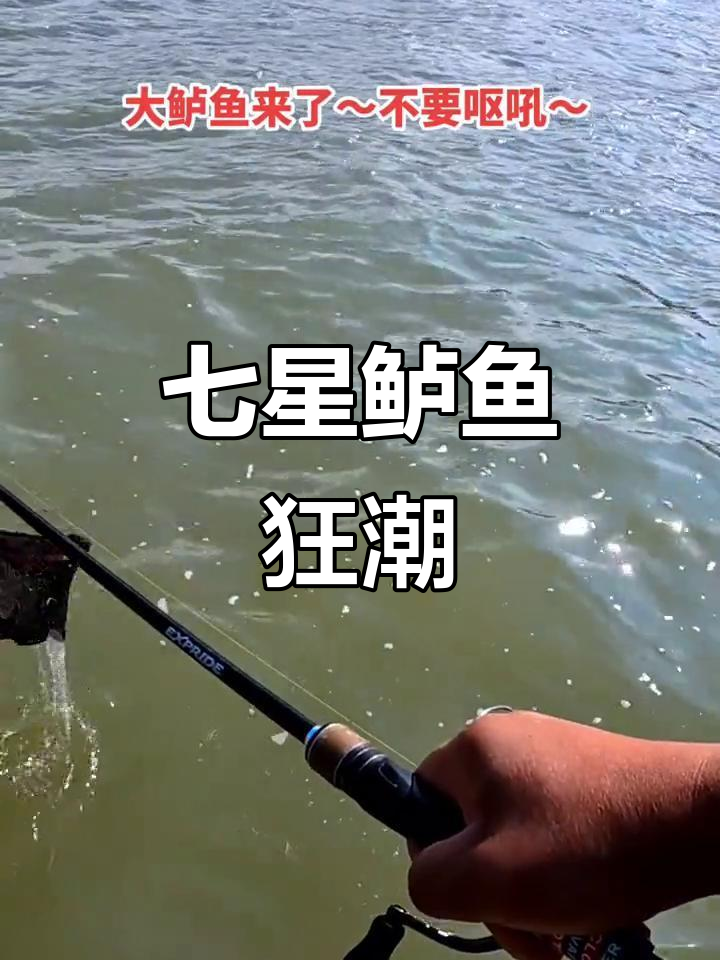 七星鲈鱼猛口来袭,钓手全力出击!
