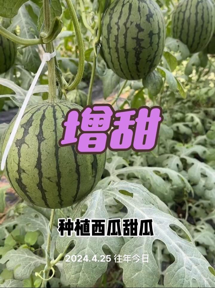 瓜类增甜转色,就用这几个产品!农技推广 蔬菜大棚 蔬菜种植技术 西瓜种植