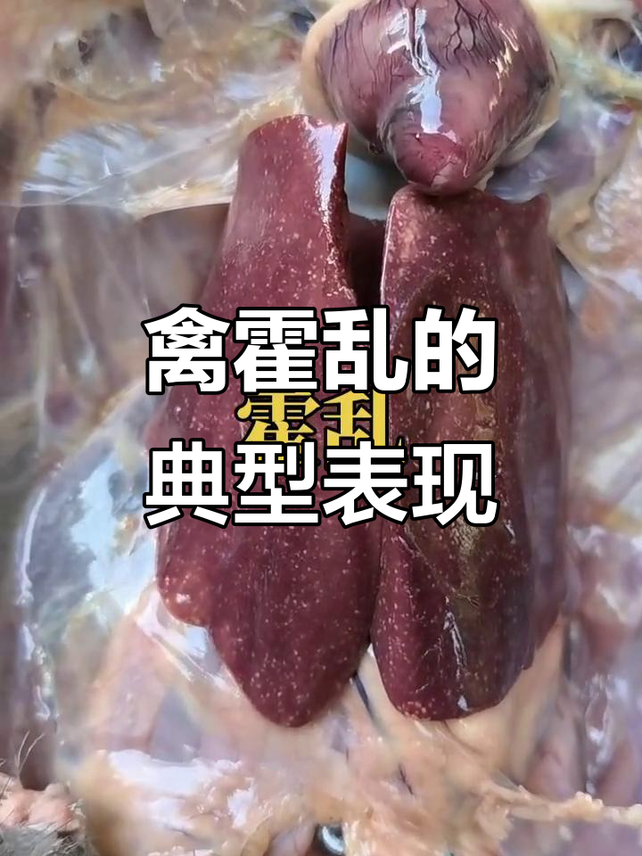 土鸡霍乱症状揭秘:解剖发现心脏出血与发紫现象