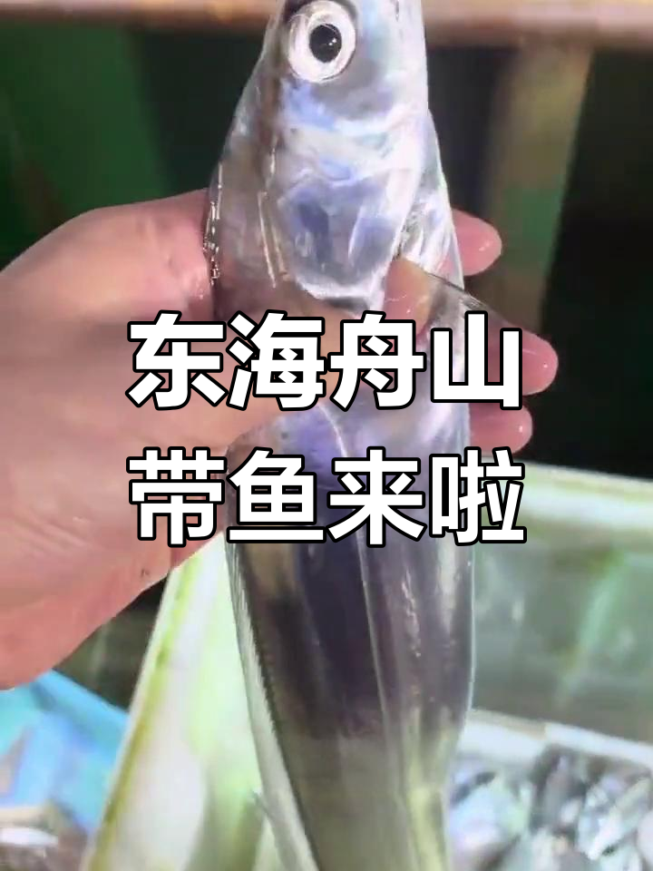 舟山渔场新鲜带鱼,活蹦乱跳的海钓美味