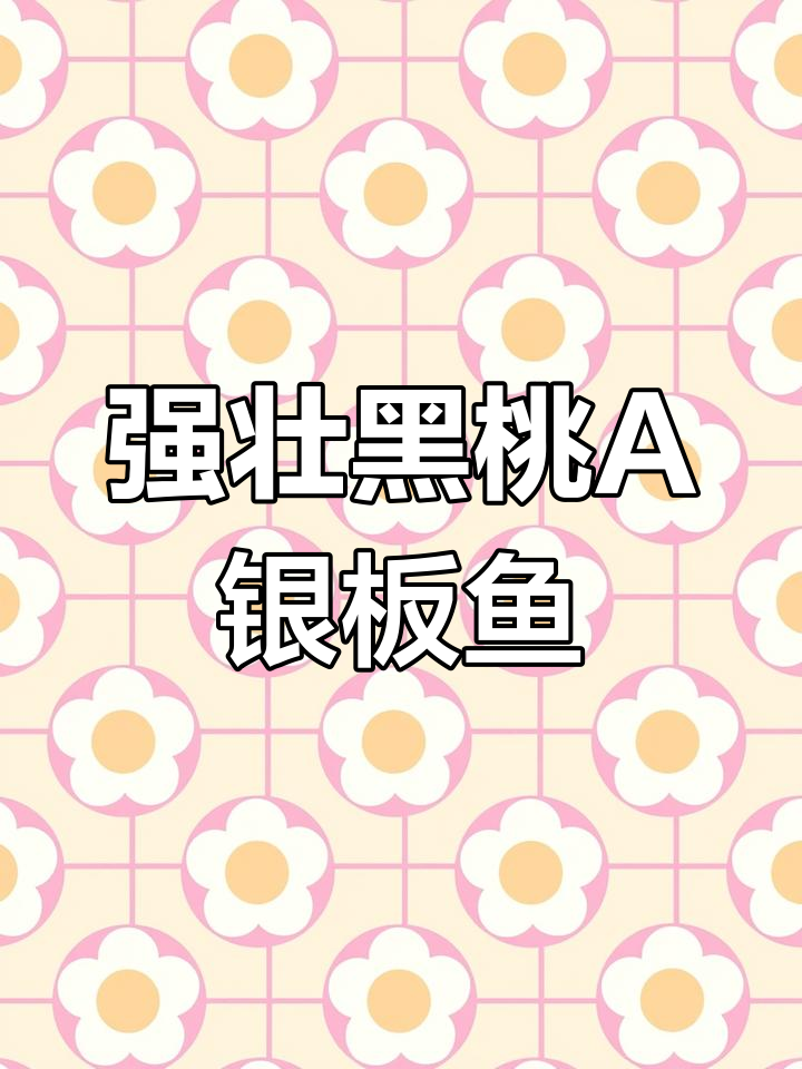 黑桃A银板鱼:强健群游观赏,适合与龙鱼混养