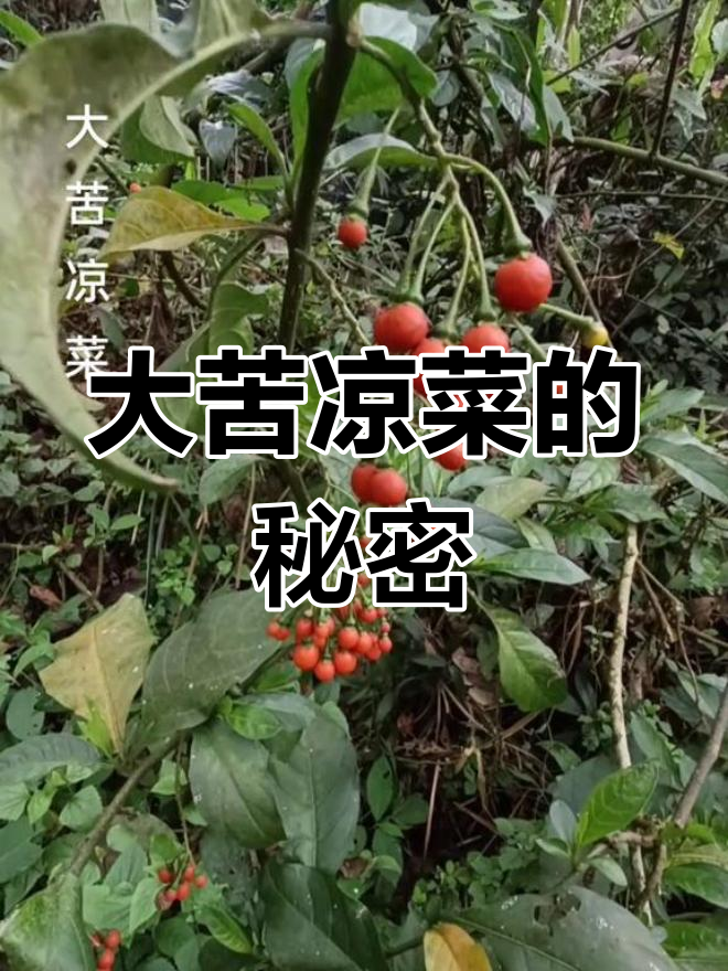 春天里的苦味良药,大苦凉菜你尝过吗?