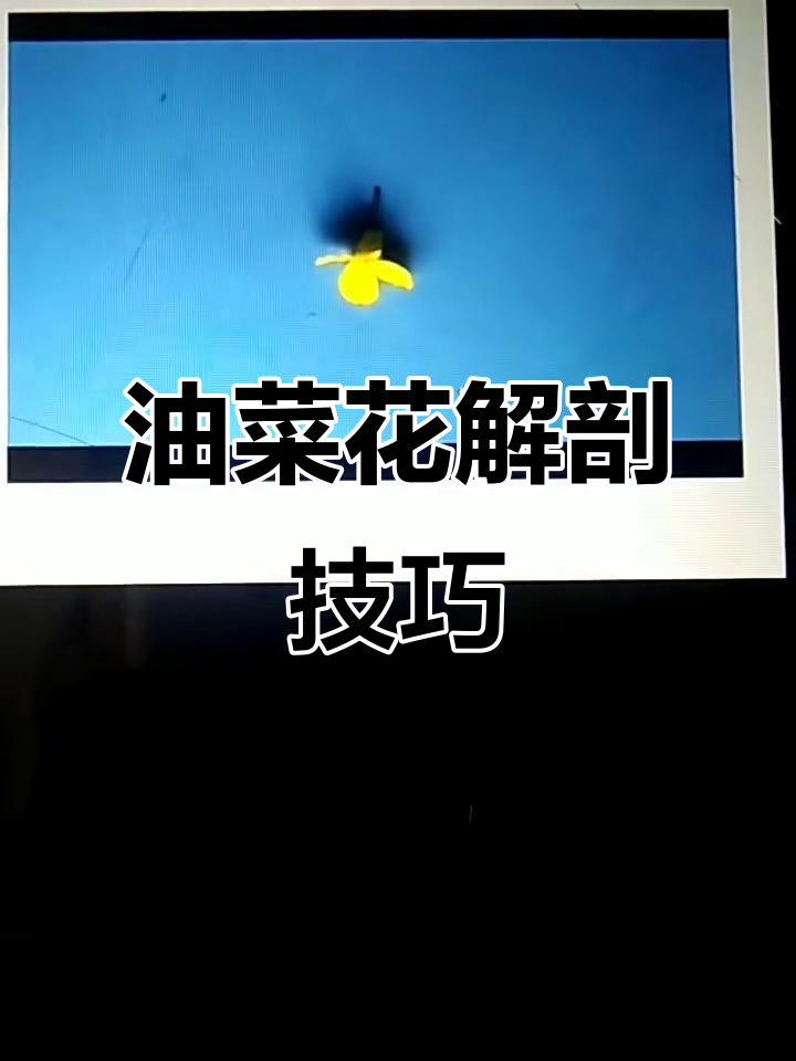 油菜花解剖步骤详解,轻松掌握从外向内的顺序