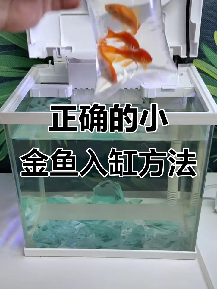小金鱼入缸全攻略:过温、过水步骤详解