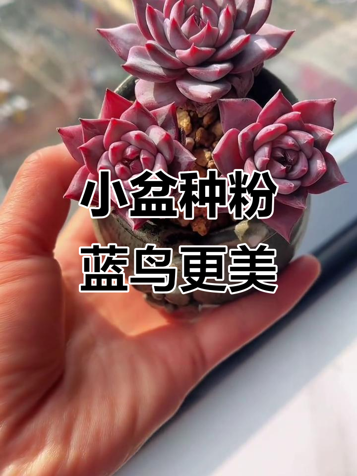 粉蓝鸟换小盆后,状态大变样!
