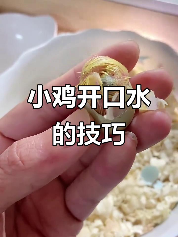 小鸡出壳后如何正确喂水？关键步骤教你避免脱水