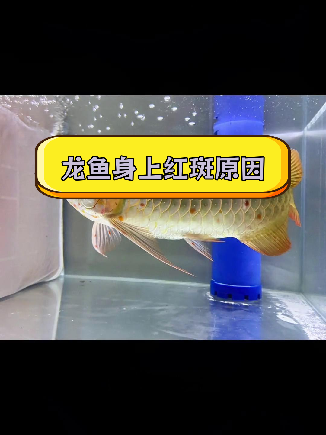 龙鱼红斑真相:是胎记还是寄生虫?