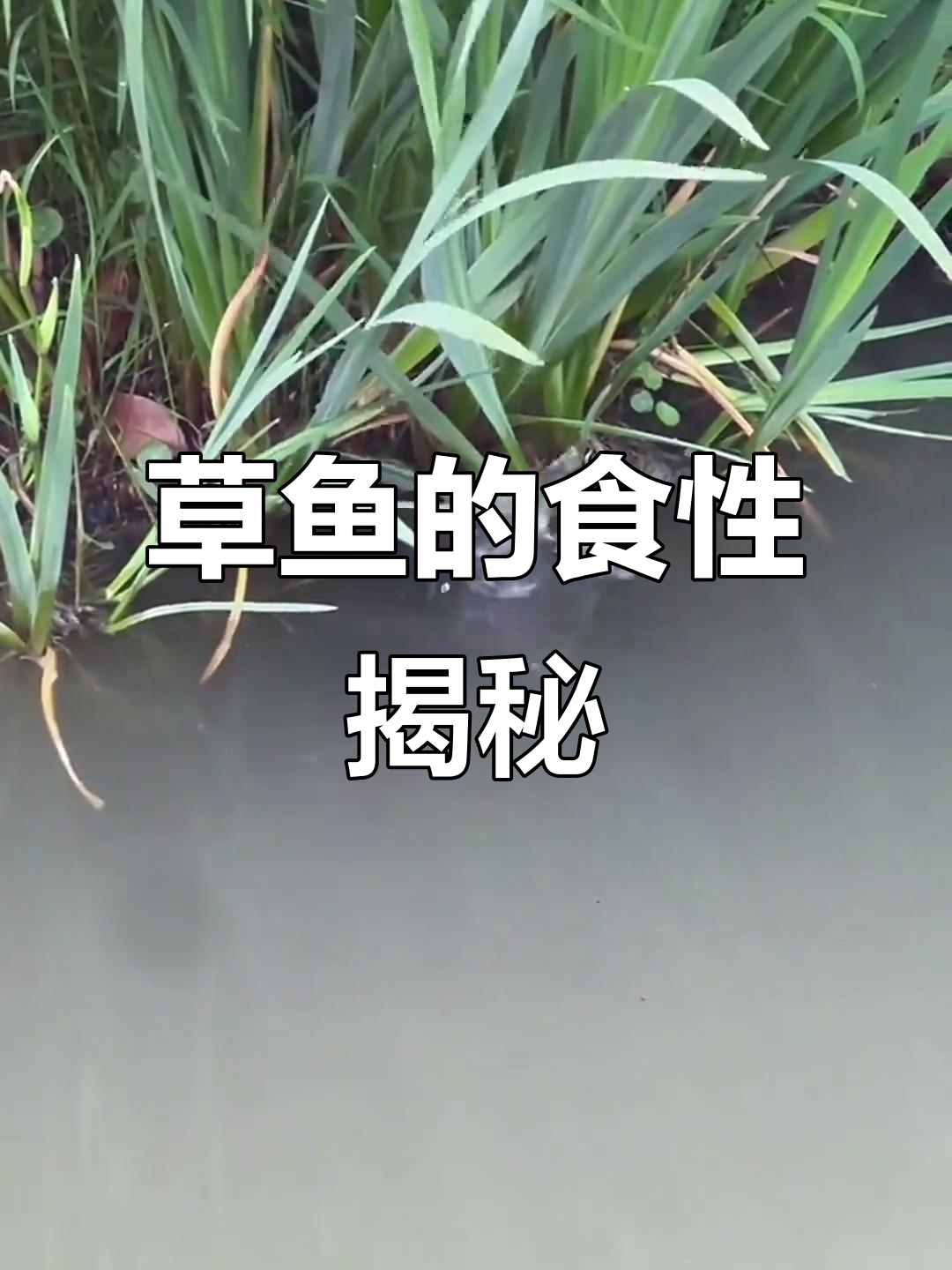 草鱼最爱吃什么？揭秘它的饮食秘密
