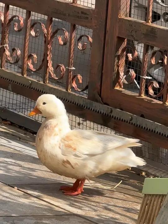 宠物鸭小汤圆 一定要看到结尾,有东西 动物的迷惑行为