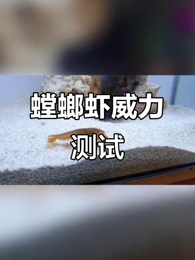 螳螂虾一击秒杀小龙虾,力量惊人!