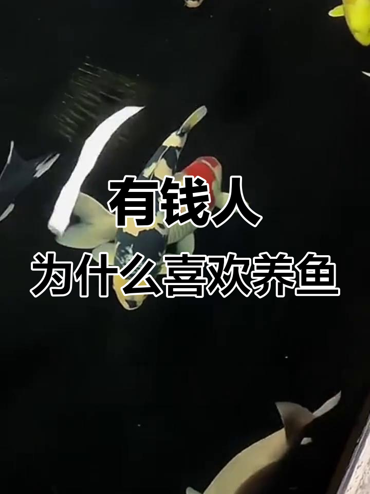 富豪为何偏爱养鱼?背后竟有这些玄机