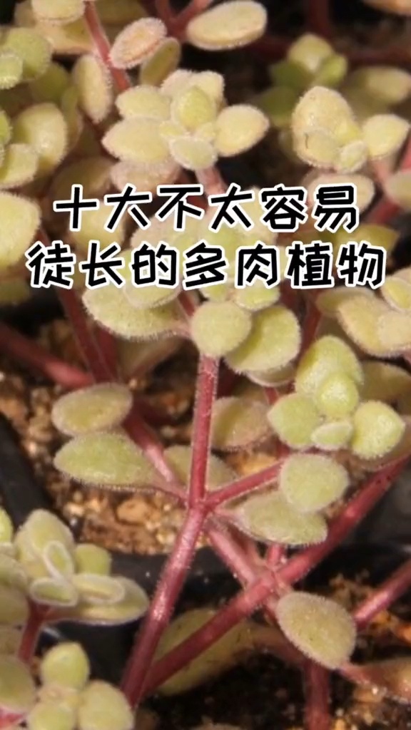 不徒长的多肉品种有哪些?