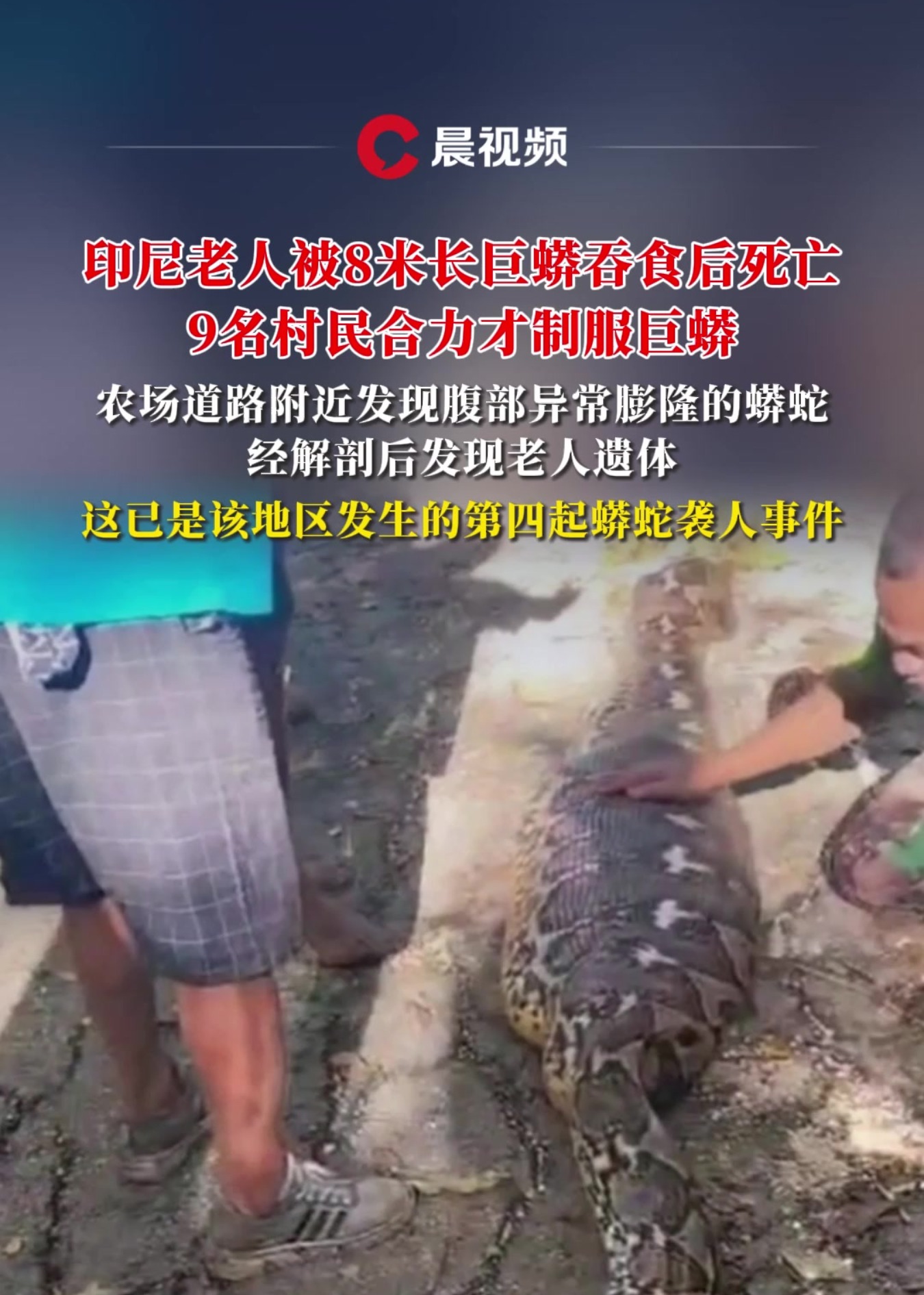 印尼老人被8米长巨蟒吞食后死亡,9名村民合力才制服巨蟒,经解剖在腹中发现老人遗体