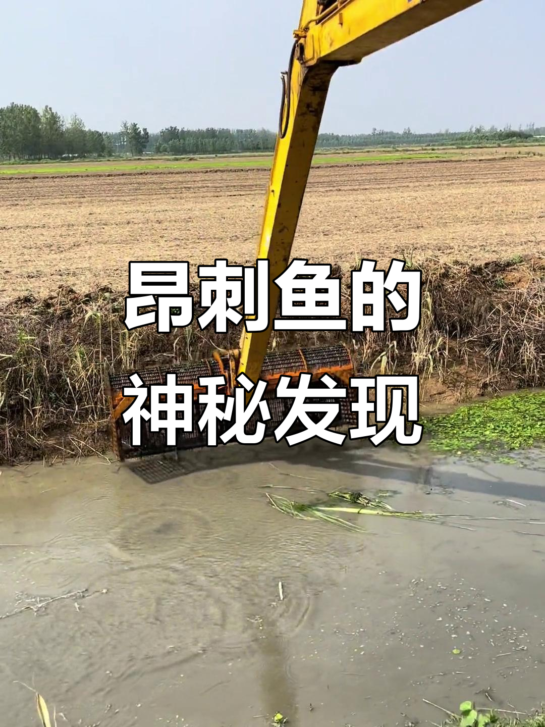 河道清理大揭秘:这是什么昂刺鱼,竟然有虾和龙?
