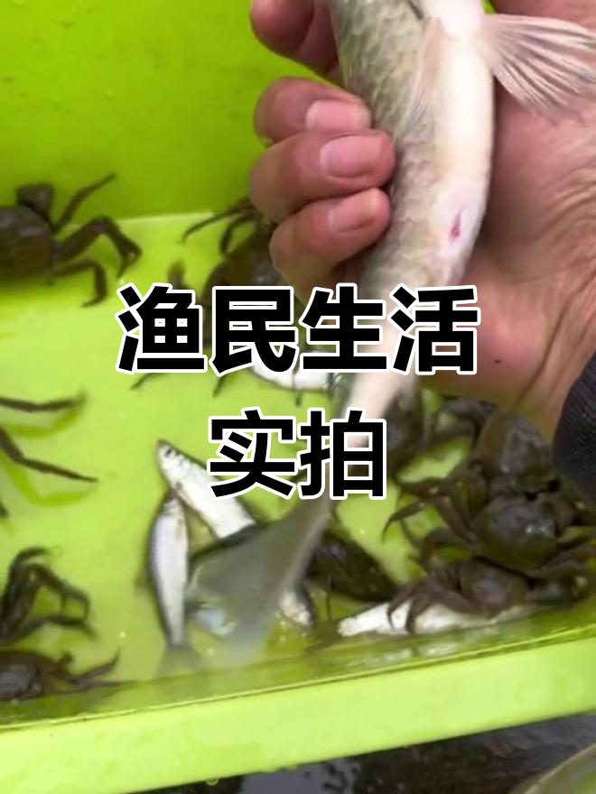 雨后捕鱼大丰收,小虾小鱼都来了!