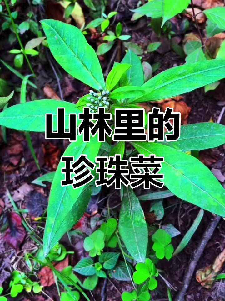 珍珠菜:山林中的宝藏,你见过吗?