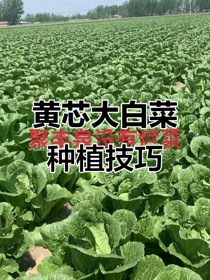 沈阳耕田种业黄芯大白菜,膜下直播无烂菜