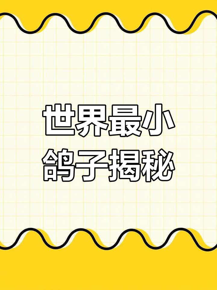 世界上最小的鸽子,澳大利亚雪鸽的成长与变化