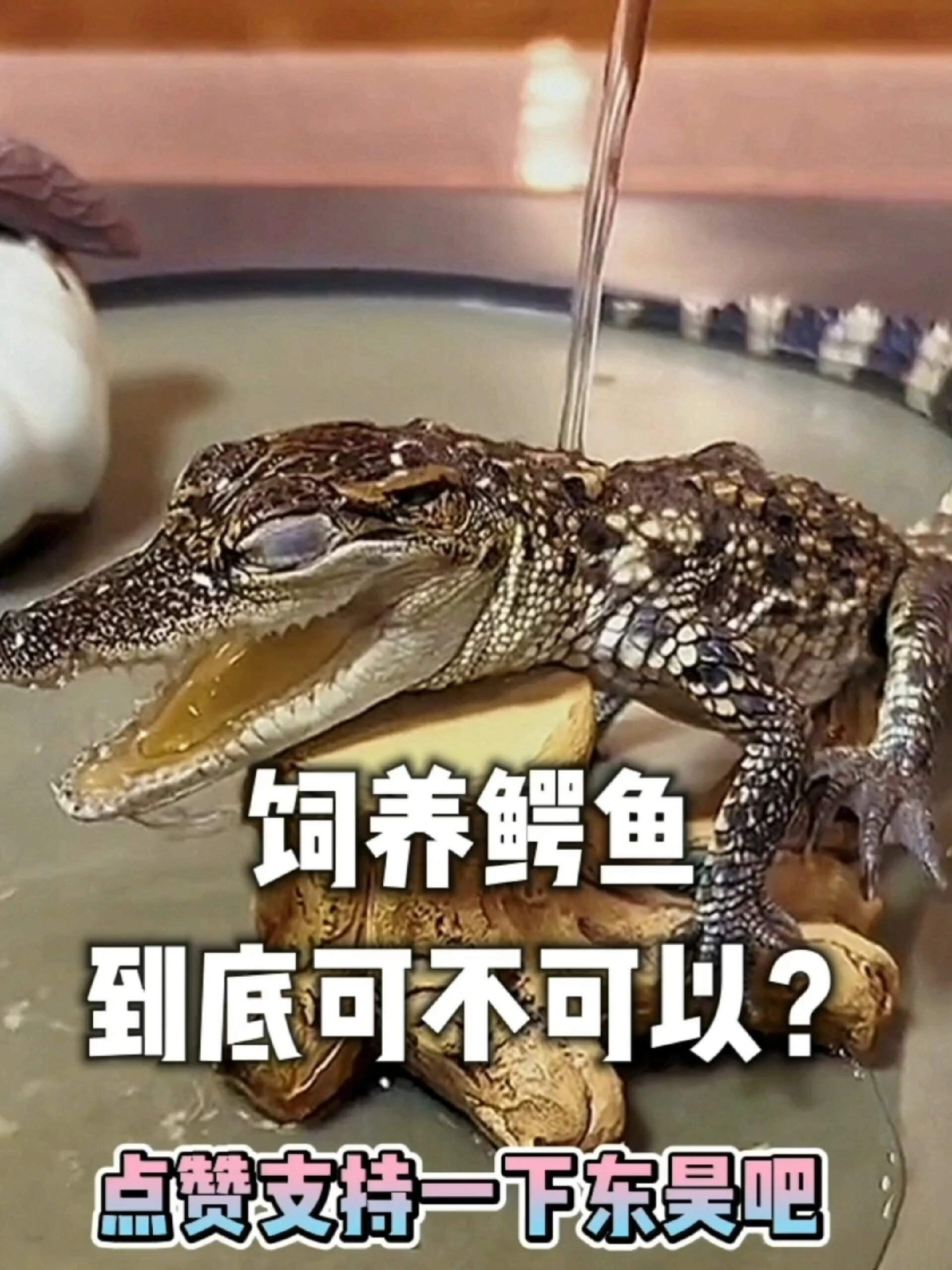 饲养小鳄鱼违法吗?