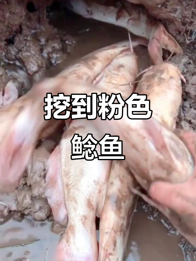 发现粉红色鲶鱼,竟然有这么多!