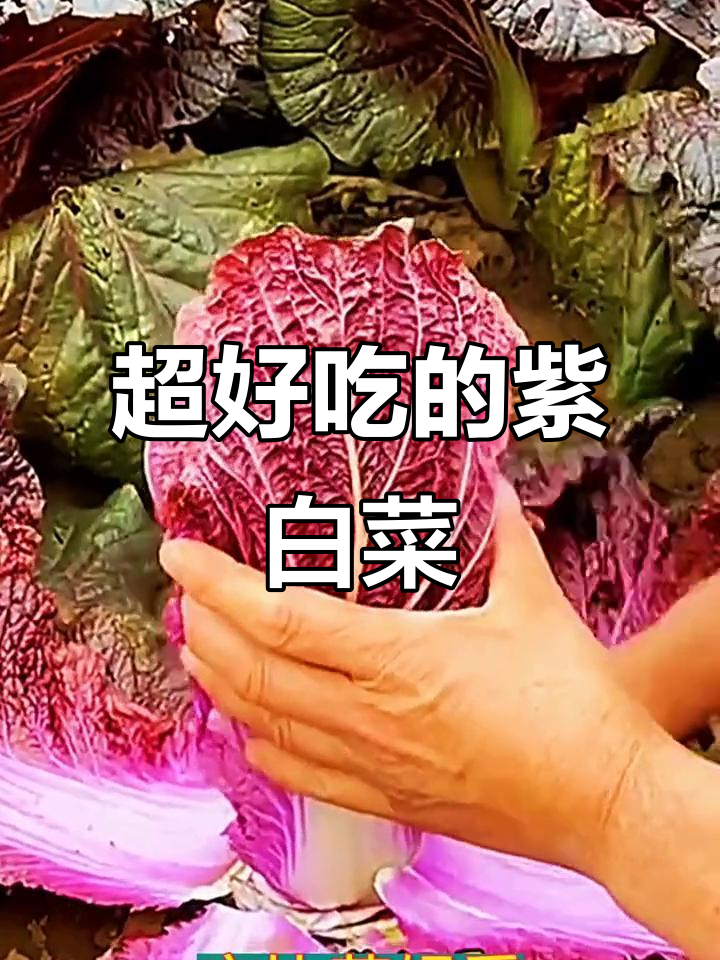 紫白菜:比花美,比肉贵,生吃脆甜又耐储存