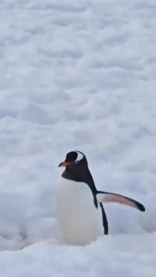 企鹅：特殊企鹅？企鹅可爱到爆炸萌物来袭
