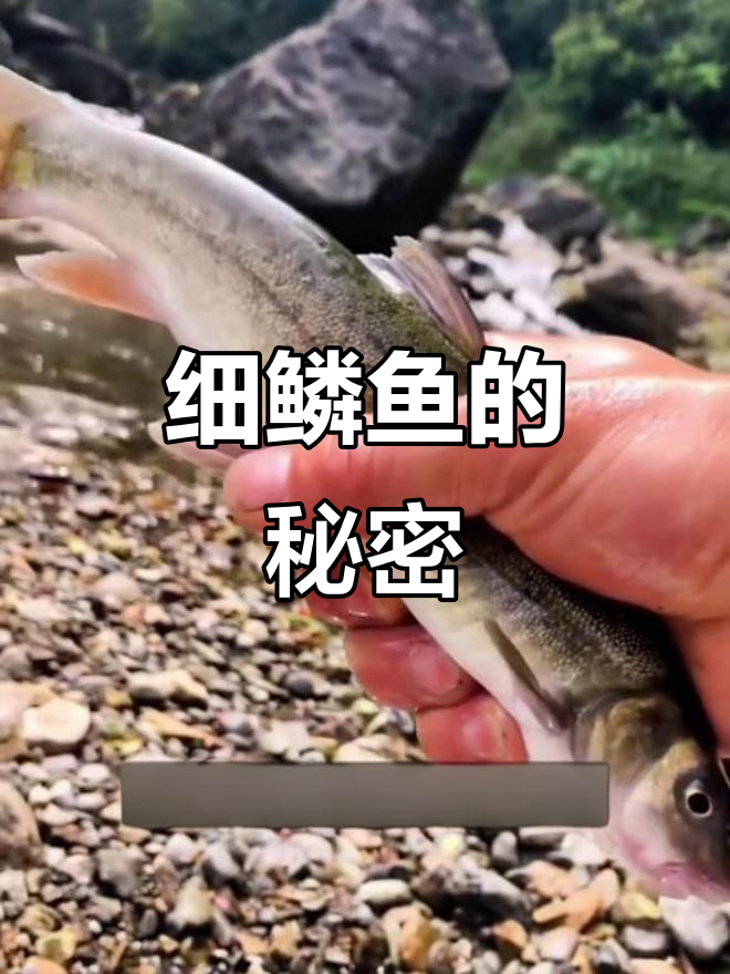 细鳞鱼:美味鲜美,长江上游的珍稀食用鱼类