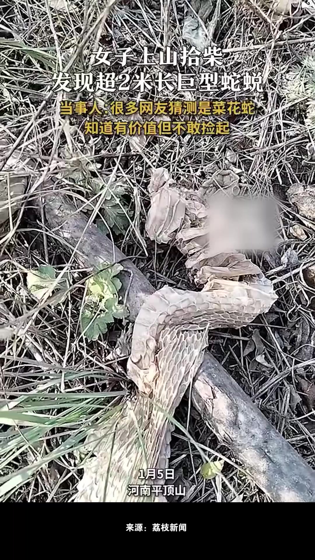 女子上山拾柴发现2米超长蛇蜕,当事人:很多网友猜测是菜花蛇,知道有价值但不敢捡起