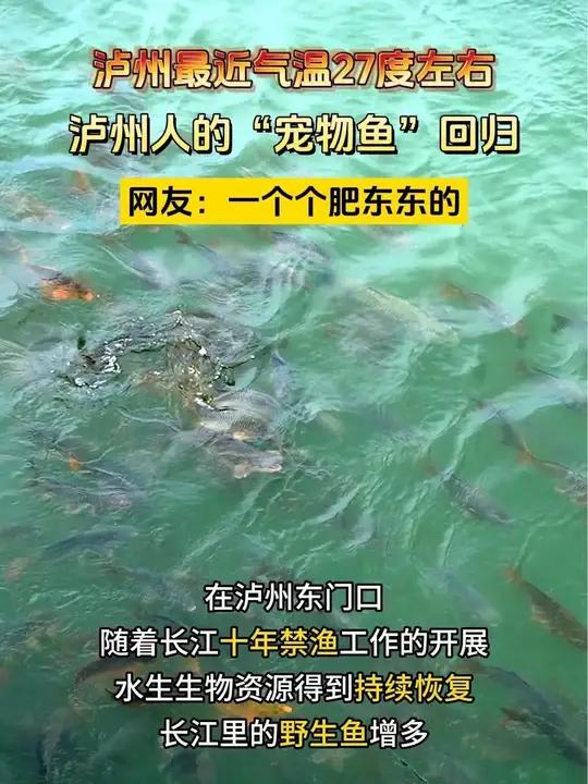 泸州市东门口每年都会来了一群漂亮的野生鱼,市民们可以来打卡啦 长江生态保护 泸州东门口 野