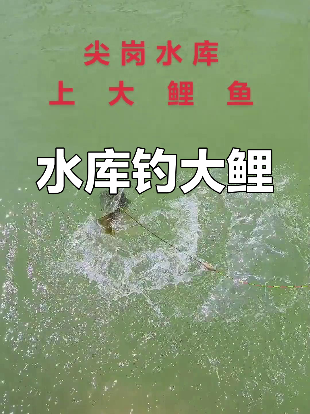 尖岗水库大鲤鱼现身,钓鱼黄金时机不容错过