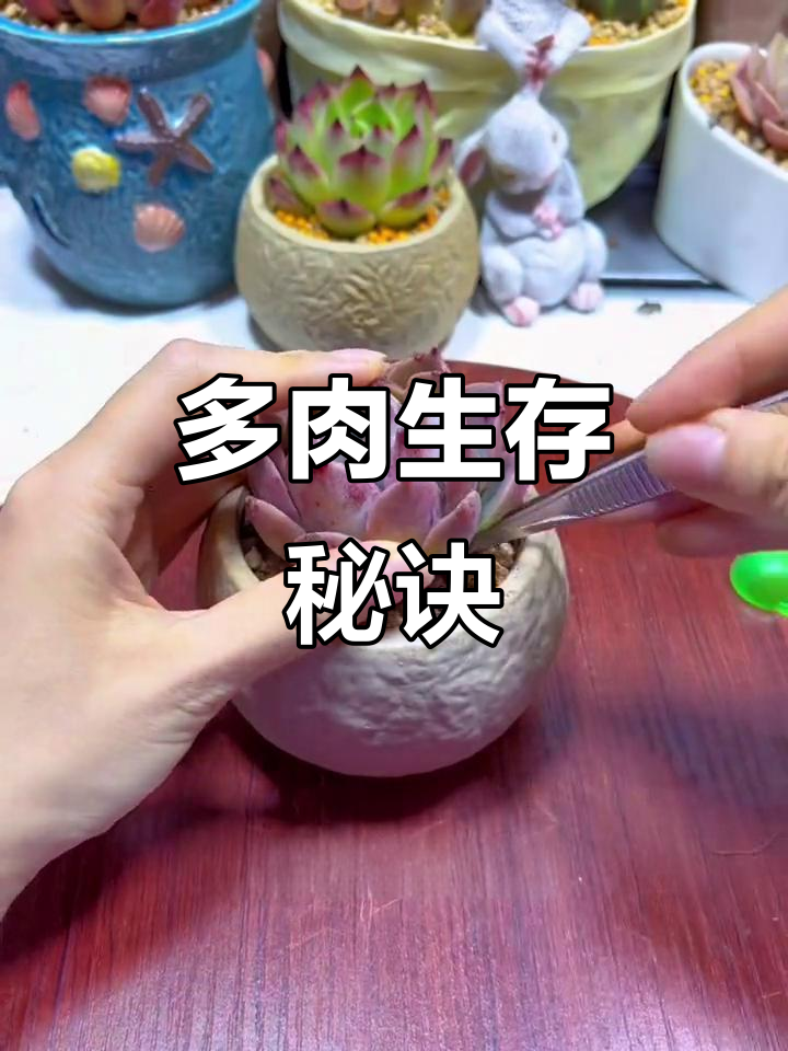 多肉养得快死?别人家的多肉却活成传奇!