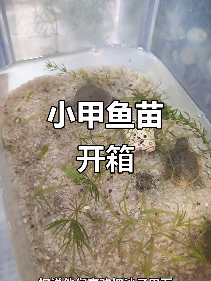 中华鳖小甲鱼苗开箱,活泼可爱,脖子像长颈鹿一样伸缩自如