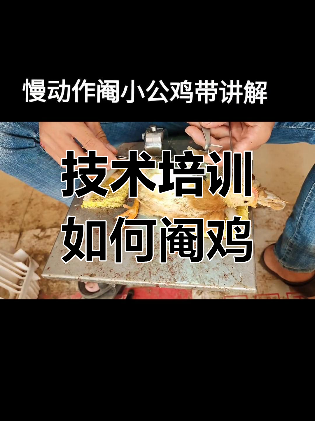 慢动作演示阉鸡全过程,技术讲解
