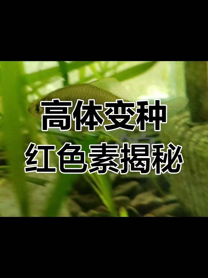 半年收集血红色素高体,终于找到这条变异鱼