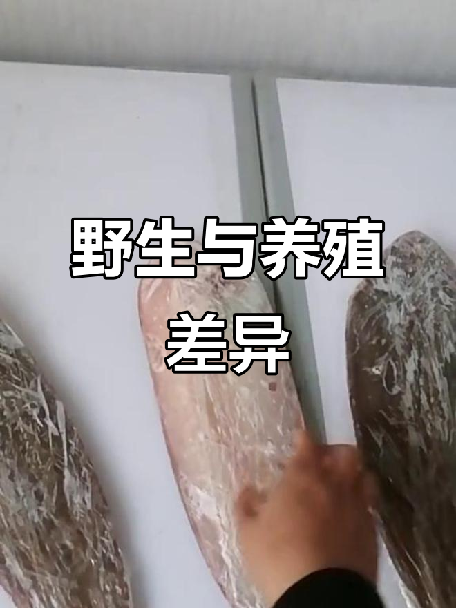 野生鳎米鱼肚呈淡粉色,与养殖有明显区别