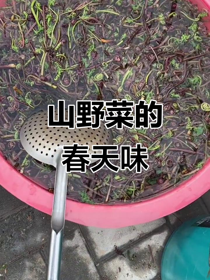 东北山野菜大揭秘,春天的味道让人怀念