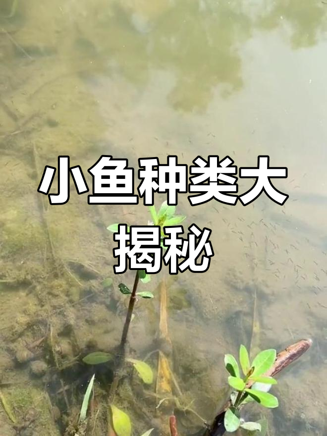 抓到一群神秘小鱼,究竟是什么品种?