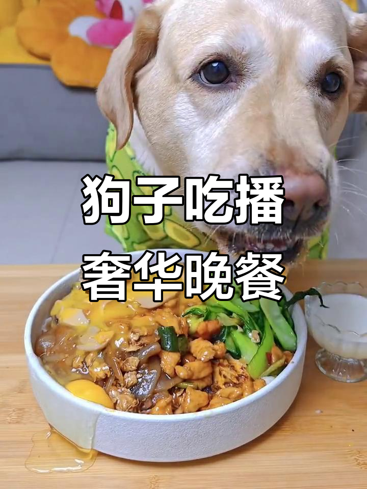 干饭狗的豪华大餐,刀削面、宫保鸡丁样样来