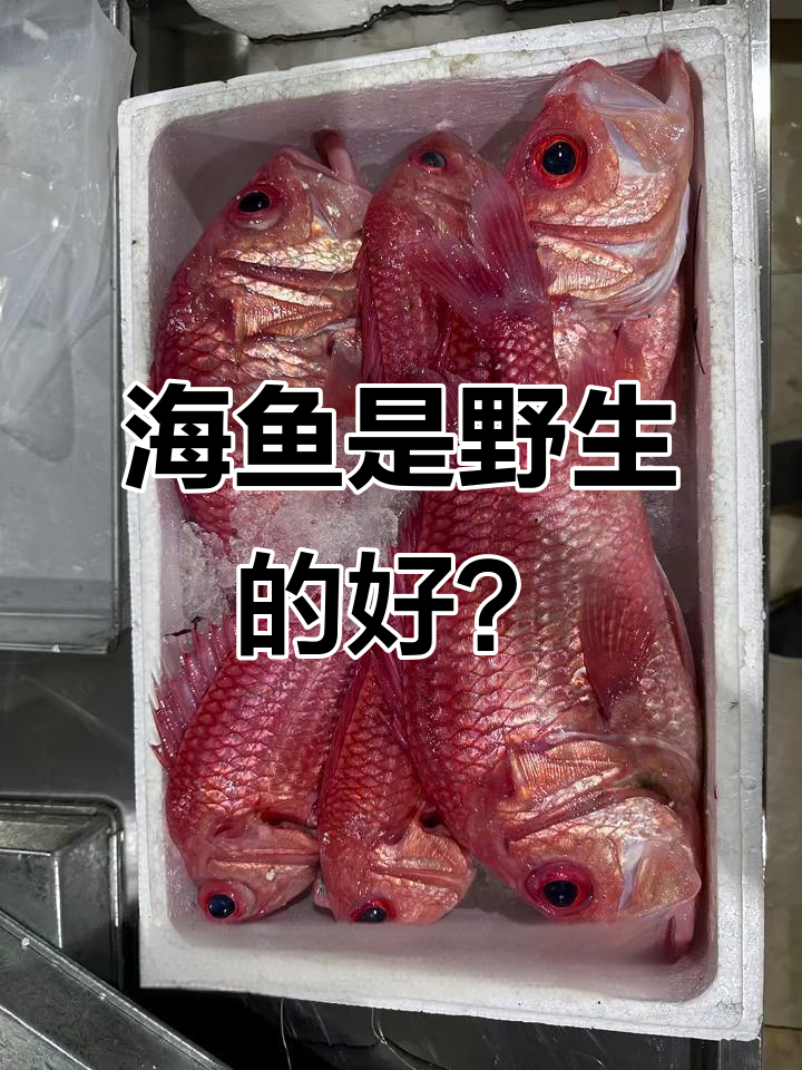 野生海鱼和养殖鱼的差别,你了解吗?