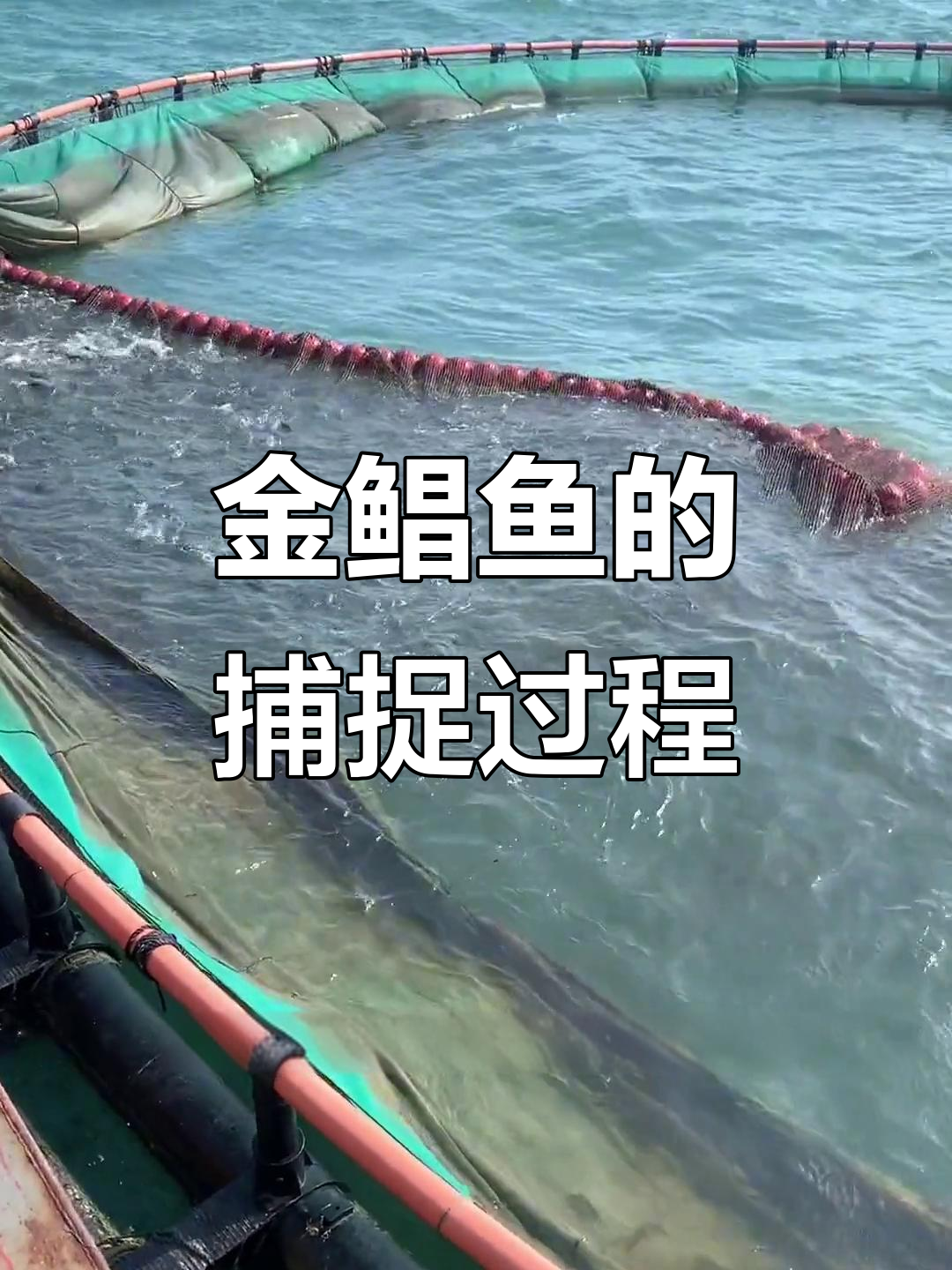 深海捕捞金鲳鱼,渔民日常大揭秘