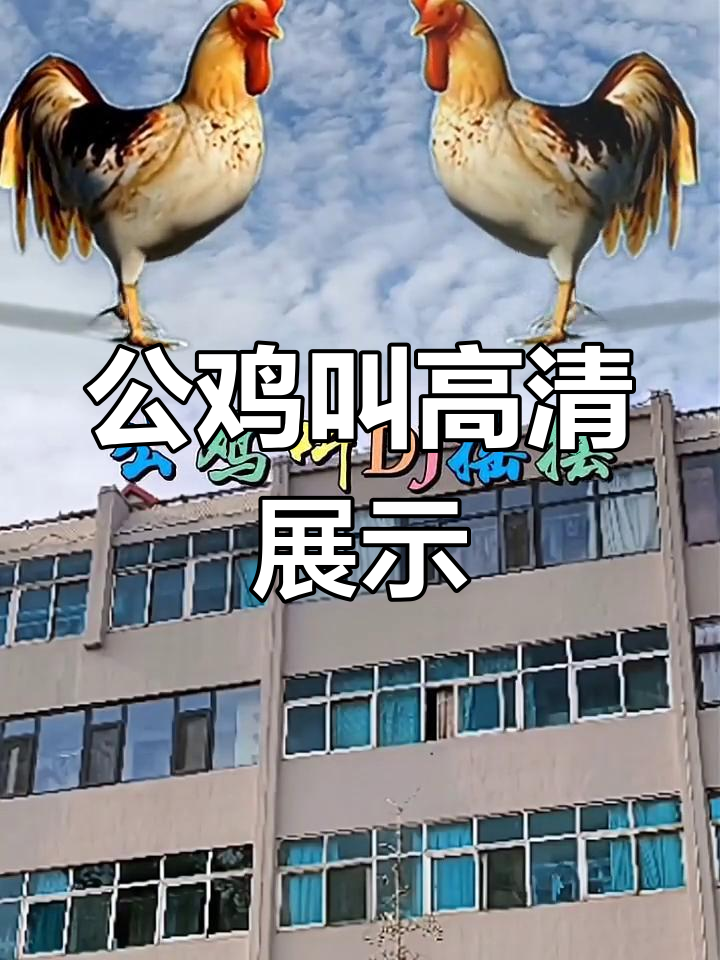 高清公鸡DJ摇摆视频,720p30帧