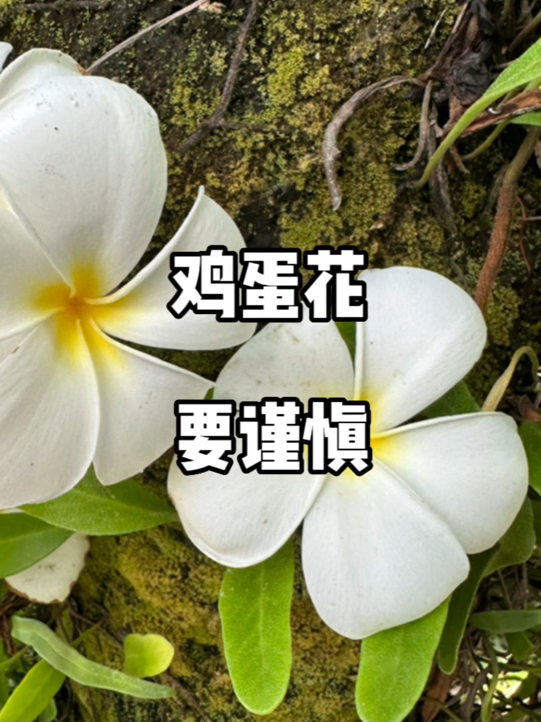 鸡蛋花能吃吗?夹竹桃科要小心!
