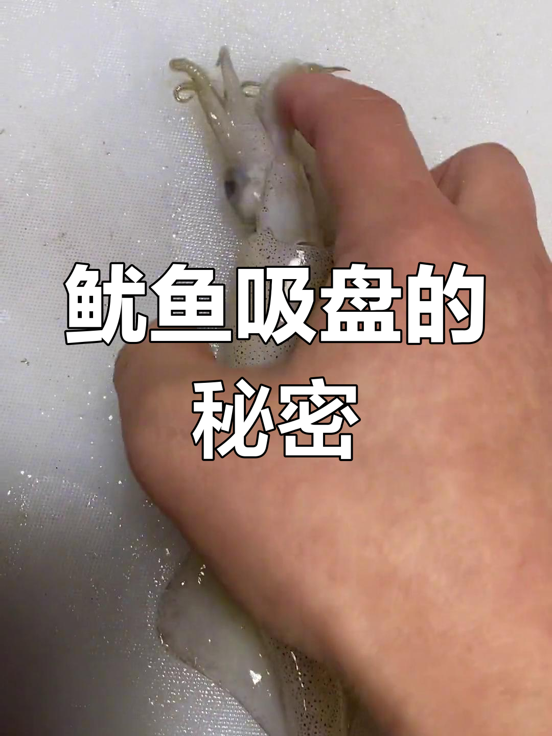 鱿鱼吸盘里的“牙齿”到底是什么?揭秘墨鱼的独特特征